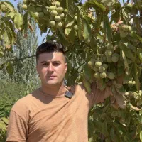 نهال گردو خوشه ای صادراتی (غرب نهال)|خدمات باغبانی و درختکاری|آران و بیدگل, |دیوار