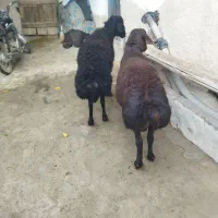 دو عدد قوچ قزل