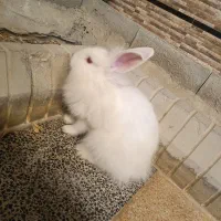 3 عدد خرگوش نر بالغ جوان|موش و خرگوش|قشم, |دیوار