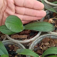 نشا ارکیده فالانوپسیس کشت بافت|گل و گیاه طبیعی|تهران, شهرک چیتگر|دیوار