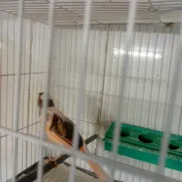 قناری ابلغ سرخ ماده سوپر|پرنده|تربت‌حیدریه, فردوسی جنوبی|دیوار