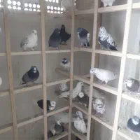 کبوتر پرشی|پرنده|کرج, کمال‌شهر|دیوار