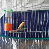 تعدادی قناری نر