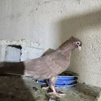 کبوتر فروشی