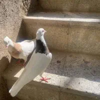 کبوتر طوقی|پرنده|کاشمر, |دیوار