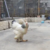 مرغ برهما لایت