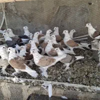کبوتر پشتدار