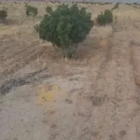 گوده-ی-انجیر-پنج-ساله