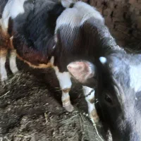 گوساله ۸ ماهه نر|حیوانات مزرعه|صومای برادوست, |دیوار