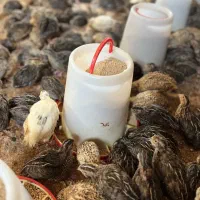 بلدرچین گوشتی و تخم گذار درجه 1|حیوانات مزرعه|تهران, فردوسی|دیوار