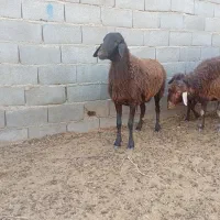 بره ماده|حیوانات مزرعه|گلبهار, نوبهار|دیوار