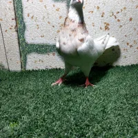 فروش طوق شازده ماده ونر کرمانشاهی