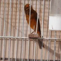 قناری دارچین سرخ