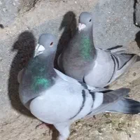 کبوتر میکس مریس دلبر شو ریسر|پرنده|گراش, |دیوار