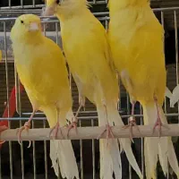 سه عدد جوجه قناری رسمی بلند