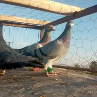 کفتر|پرنده|تربتحیدریه, شهرک ولیعصر|دیوار