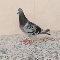 پلاکی زرهی نر کفتر کبوتر|پرنده|اهواز, ملاشیه|دیوار