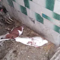 فروش کبوتر