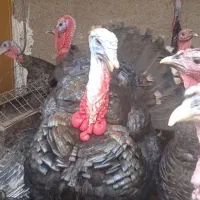 بوقلمون نر|حیوانات مزرعه|مشهد, شهید قربانی|دیوار