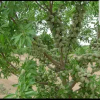 نهال های تضمینی با قیمت پارسال و نصف قیمت بازار