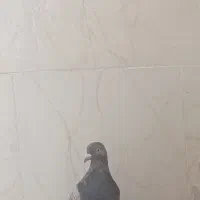 یک عدد کفتر|پرنده|مرند, |دیوار