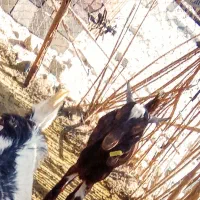 120000000|حیوانات مزرعه|درب بهشت, |دیوار