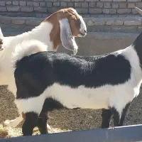 بز پاکستانی درجه یک شاه بز|حیوانات مزرعه|تربت‌حیدریه, بوستان باغ ملی|دیوار