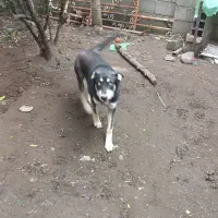 واگذاری حیوان