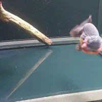 اکواریوم پمپ جیکودماهی گلدفیش رنچووارداتی تاپ گرید|ماهی|تهران, جنت‌آباد مرکزی|دیوار