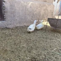 اردک|حیوانات مزرعه|خوسف, |دیوار