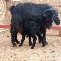 بز با بزغاله