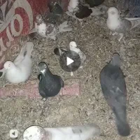 تعدادی کبوتر تهرانی پرشی ..به فروش می‌رود.