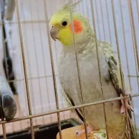 عروس هلندی|پرنده|خوی, |دیوار