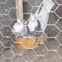 جفت توقی|پرنده|شوش, |دیوار