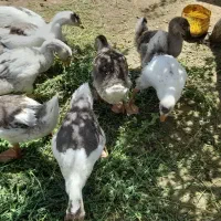 جوجه غاز|حیوانات مزرعه|سبزوار, رباط|دیوار