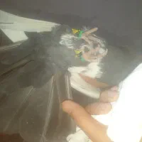 کبوتر|پرنده|زاهدان, |دیوار