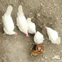 مرغ|حیوانات مزرعه|مشگین شهر, |دیوار