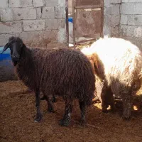 گوسفند با بره نر وماده شادگان|حیوانات مزرعه|شادگان, |دیوار