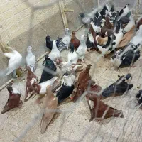 بارجدید رسید|پرنده|اردکان, |دیوار