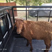 بره نرینه بزغاله نرینه گوساله نرینه زنده گوسفند|حیوانات مزرعه|تهران, جمال‌زاده|دیوار