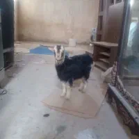 بزغاله|حیوانات مزرعه|قم, شهر قائم|دیوار