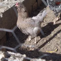 مرغ گلین لری