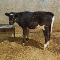 گوساله ماده