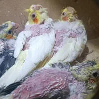 جوجه عروس هلندی سرلاکی