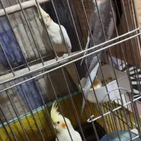 عروس هلندی تخم گذار|پرنده|یزد, |دیوار