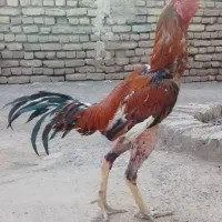 خروس‌لاری