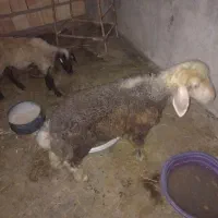 دو عدد بره نر