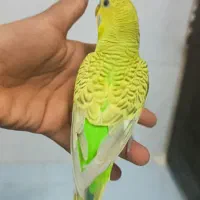 مرغ عشق|پرنده|سیرجان, |دیوار