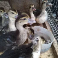 جوجه اردک روسی|حیوانات مزرعه|آمل, |دیوار