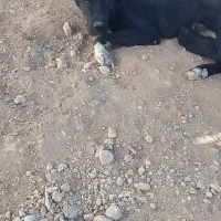 نر افغانی یک ساله